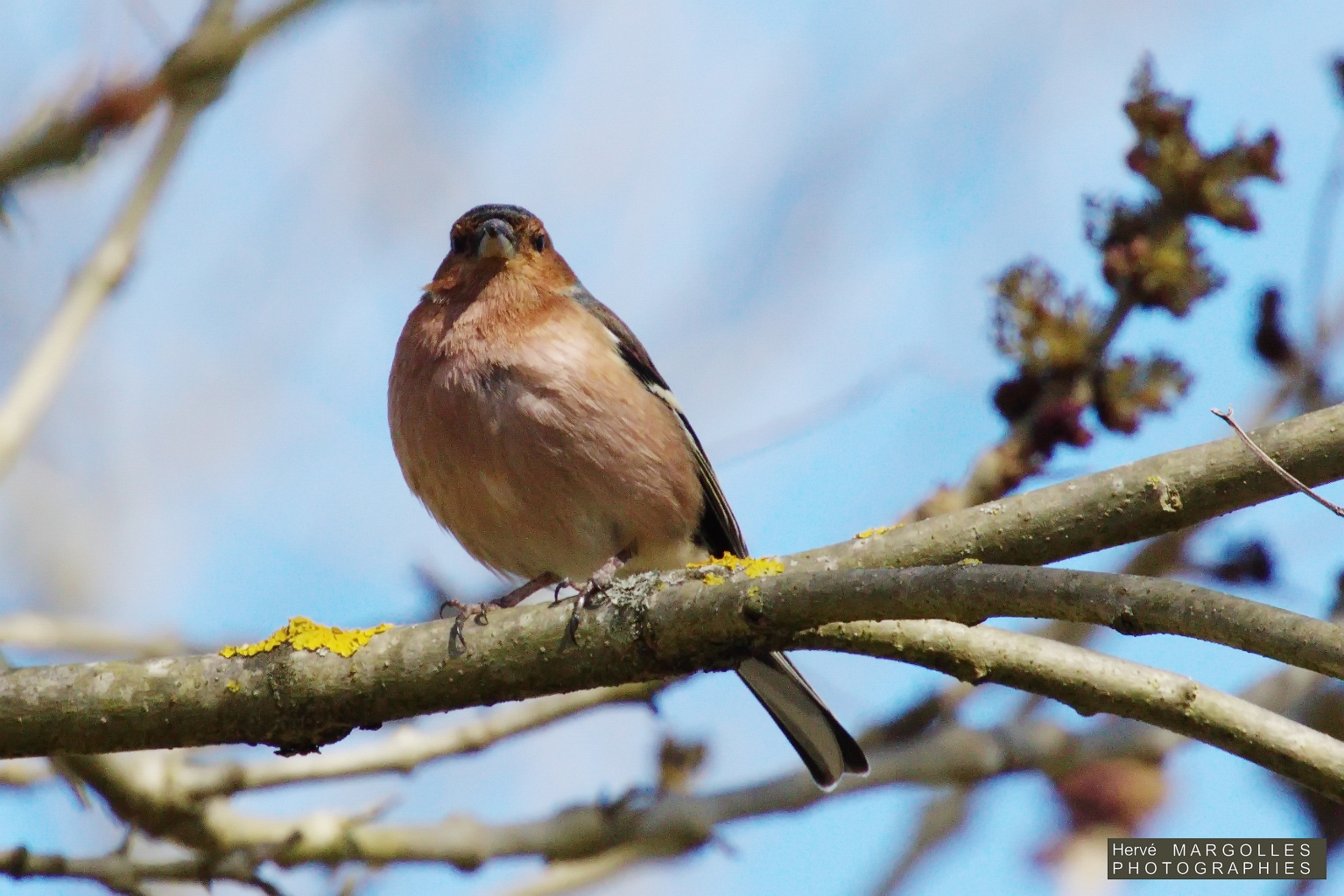 Pinson des arbres-01.jpg